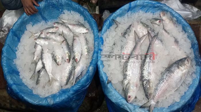 মধ্য ও নিম্নবিত্তদের ইলিশ এখন স্বপ্ন