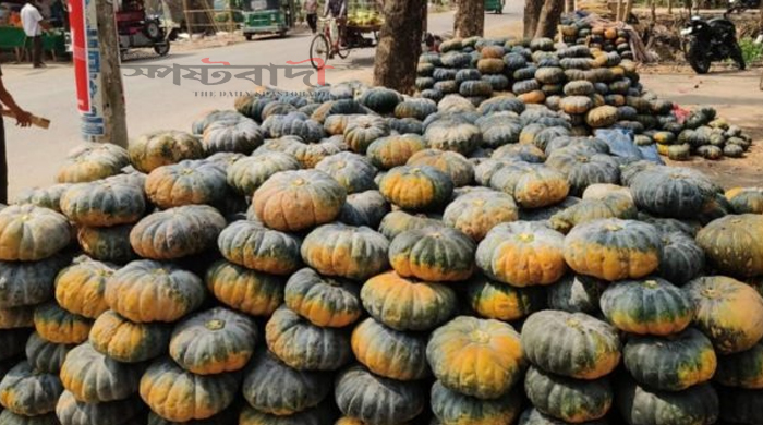 বাগেরহাটে লবণাক্ত জমিতে মিষ্টি কুমড়ার বাম্পার ফলন, ভালো দাম পেয়ে কৃষকের মুখে হাসি