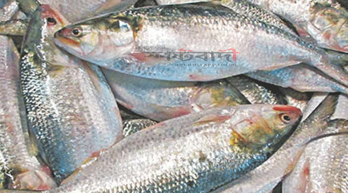 ইলিশের আকার অনুযায়ী দাম নির্ধারণের সুপারিশ ট্যারিফ কমিশনের