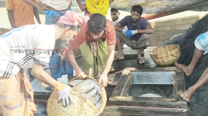এক টানে ১৫০ মণ ইলিশ, বিক্রি হলো কত