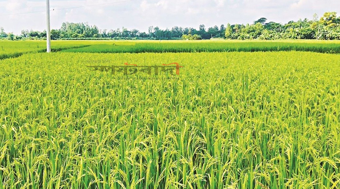 রংপুর অঞ্চলে আমন ধানের চাষ বেড়েছে