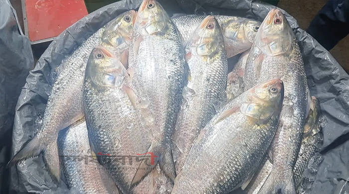 ইলিশ কেনাবেচায় সরগরম চাঁদপুরের মাছঘাট