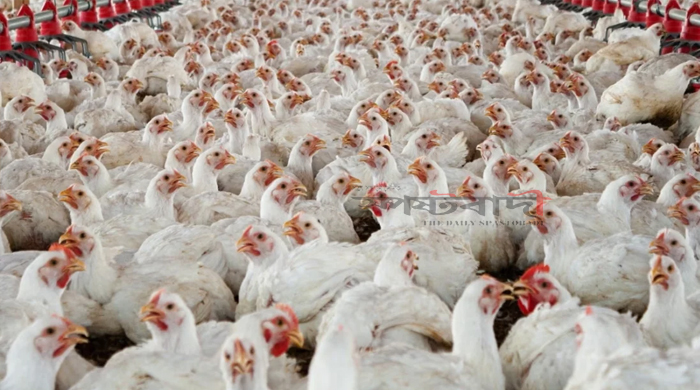 ৭ দফা দাবি না মানলে শনিবার থেকে মুরগি–ডিম উৎপাদন বন্ধ: বিপিএ