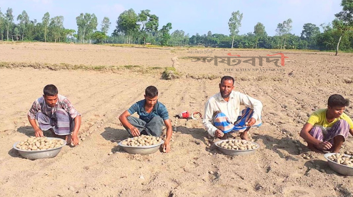নীলফামারীর কিশোরগঞ্জে আগাম জাতের আলু চাষে ব্যস্ত কৃষক