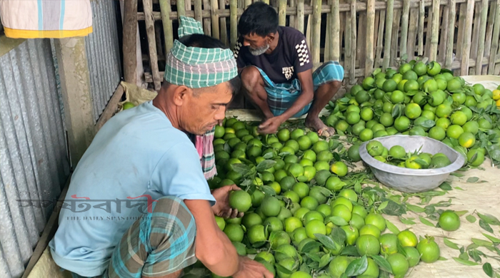 পেয়ারা চাষে ক্ষতি, মাল্টায় সাফল্য! বছরে আয় ১৫ লাখ