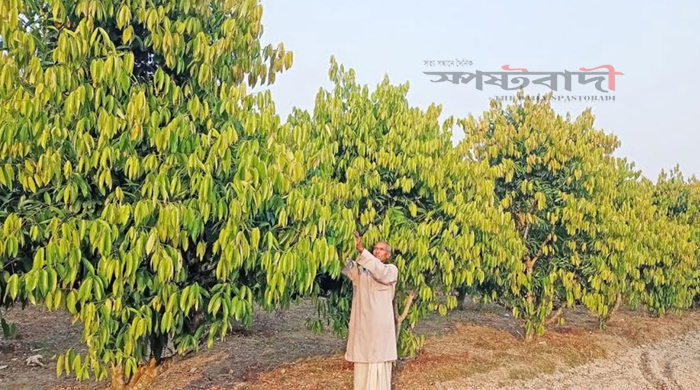 রংপুরের তেজপাতা দেশের গণ্ডি পেরিয়ে যাচ্ছে বিদেশে