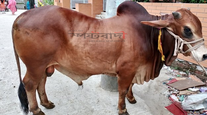 রংপুরে ছাড়পত্র ছাড়া পশু জবাই নিষিদ্ধ