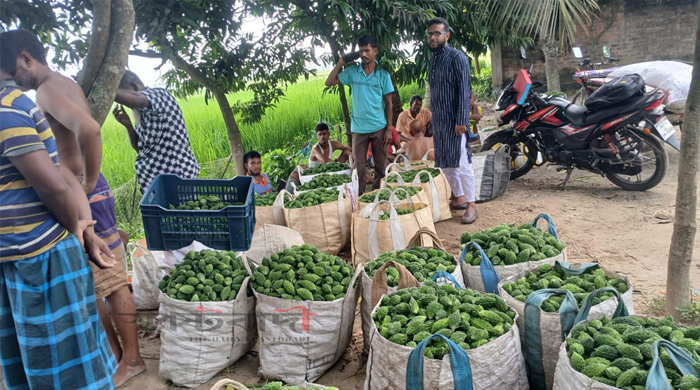 ক্ষেতলালে করলা চাষে সফলতা, লাভ বাড়ছে কৃষকের