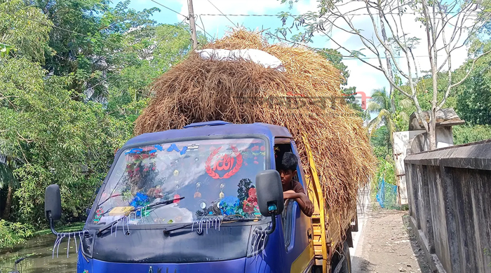 গবাদি পশুর খাদ্য সংকট, বিপাকে খামারিরা