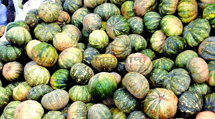 চিতলমারীতে মিষ্টি কুমড়ার ভরা ফলনেও লোকসানের মুখে কৃষকরা