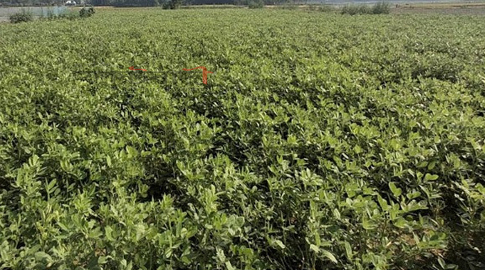 দিনাজপুরে শীতকালীন বাদাম চাষে আগ্রহী হচ্ছে