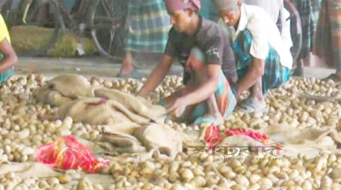 আলুর বাজারে ধস, বিপাকে নীলফামারীর কৃষক ও ব্যবসায়ীরা